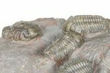 Cluster Of Six Colorful Austerops Trilobites - Jorf Morocco #362872-3